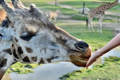 Giraffe 4K Wallpaper · animals · 3840×2560
