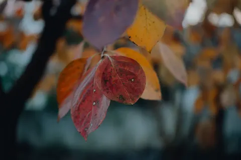 Autumn Maple Leaves 4K Wallpaper · autumn · 3840×2560