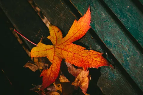 Autumn Maple Leaves 4K Wallpaper · autumn · 3840×2560