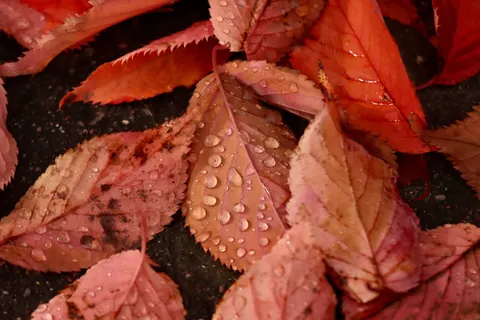 秋日楓葉 4K桌布 · autumn · 3840×2560