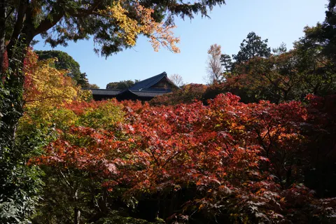 Autumn Maple Leaves 4K Wallpaper · autumn · 3840×2560