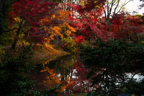 Autumn Maple Leaves 4K Wallpaper · autumn · 3840×2560