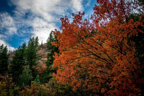 Fond d'écran Feuilles d'érable d'automne 4K · autumn · 3840×2560
