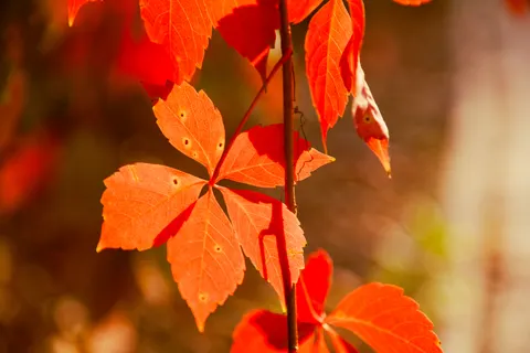 Autumn Maple Leaves 4K Wallpaper · autumn · 3840×2560