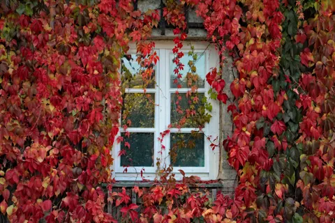 Sfondo Foglie d'acero autunnali 4K · autumn · 3840×2560
