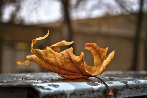 Herbstliche Ahornblätter 4K Hintergrundbild · autumn · 3840×2560