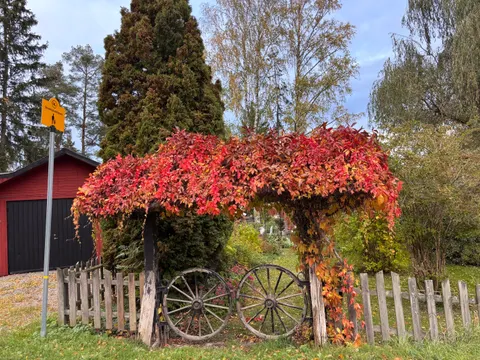 Autumn Maple Leaves 4K Wallpaper · autumn · 3840×2880