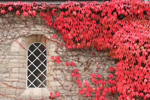 Autumn Maple Leaves 4K Wallpaper · autumn · 3840×2560