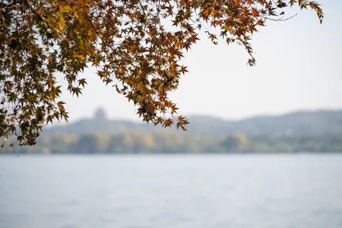 Autumn Maple Leaves 4K Wallpaper · autumn · 3840×2560