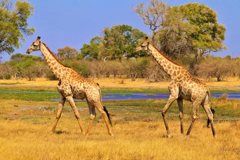 Giraffe 4K Wallpaper · animals · 3840×2560