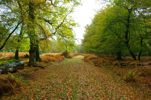 Autumn Park 4K Wallpaper · autumn · 3840×2560