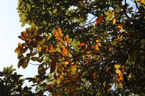 Tapeta Jesienny park 4K · autumn · 3840×2560
