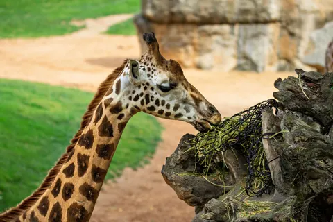 Giraffe 4K Hintergrundbild · animals · 3840×2560