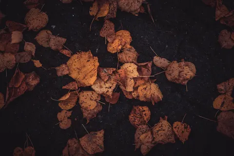 والپیپر پارک پاییزی با کیفیت 4K · autumn · 3840×2560