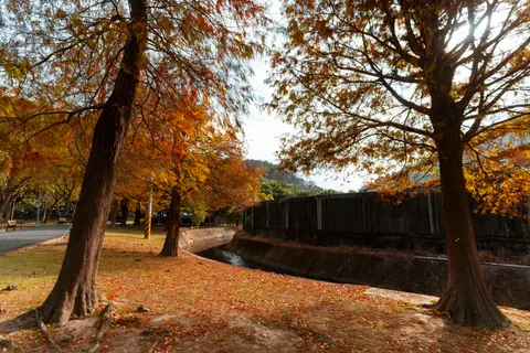 Autumn Park 4K Wallpaper · autumn · 3840×2561