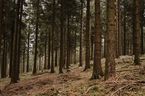 पतझड़ का पार्क 4K वॉलपेपर · autumn · 3840×2560