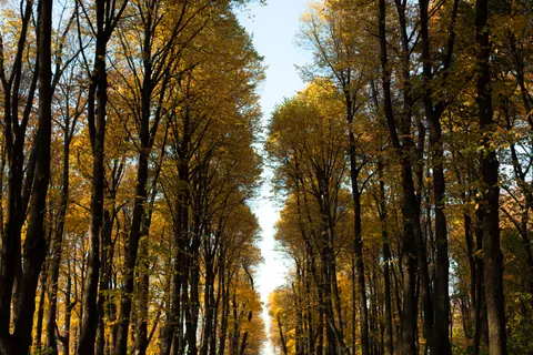 Tapeta Jesienny park 4K · autumn · 3840×2560