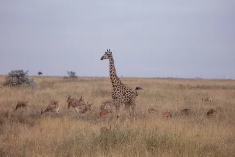 Giraffe 4K Wallpaper · animals · 3840×2560
