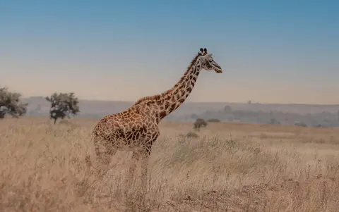 Giraffe 4K Wallpaper · animals · 3840×2408