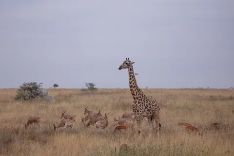 Giraffe 4K-achtergrond · animals · 3840×2560