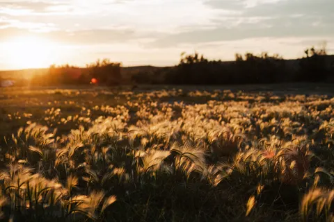 Countryside Field 4K Wallpaper · nature · 3840×2563
