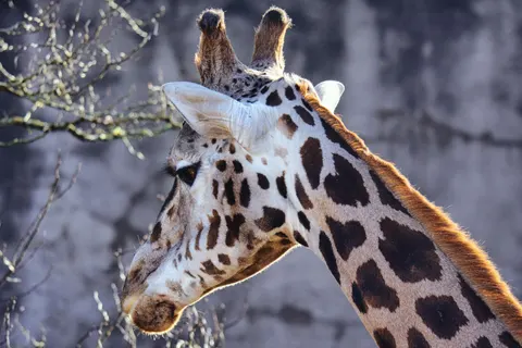 Giraffe 4K Wallpaper · animals · 3840×2560