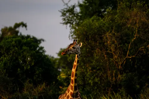Sfondo Giraffa 4K · animals · 3840×2560