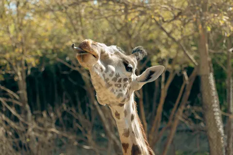 Giraffe 4K Wallpaper · animals · 3840×2560