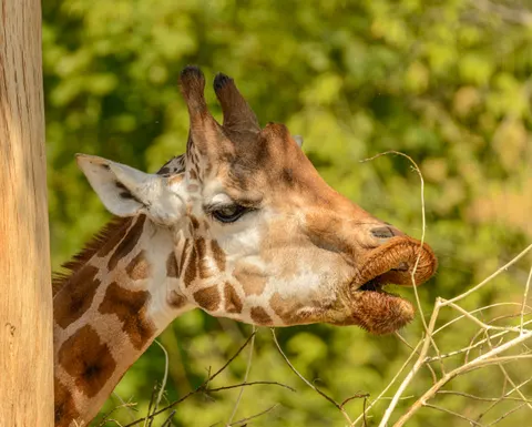 Giraffe 4K Wallpaper · animals · 3840×3084