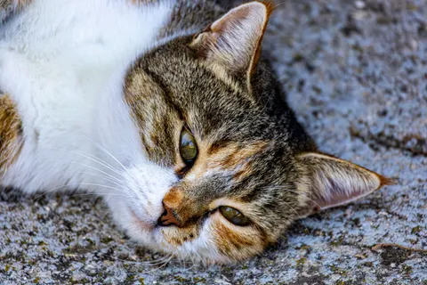 猫咪 4K壁纸 · animals · 3840×2560