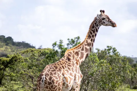 والپیپر زرافه با کیفیت 4K · animals · 3840×2560