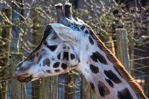 Giraffe 4K Wallpaper · animals · 3840×2560