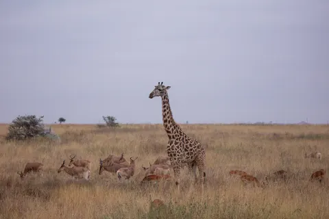 Giraffe 4K-achtergrond · animals · 3840×2560