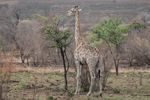 Giraffe 4K Wallpaper · animals · 3840×2560