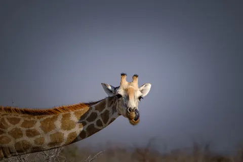 Sfondo Giraffa 4K · animals · 3840×2560