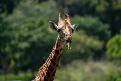 والپیپر زرافه با کیفیت 4K · animals · 3840×2560