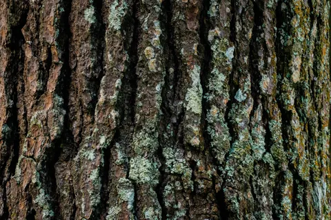 Wood Texture 4K Wallpaper · textures · 3840×2560