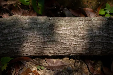 Wallpaper Tekstur Kayu 4K · textures · 3840×2560