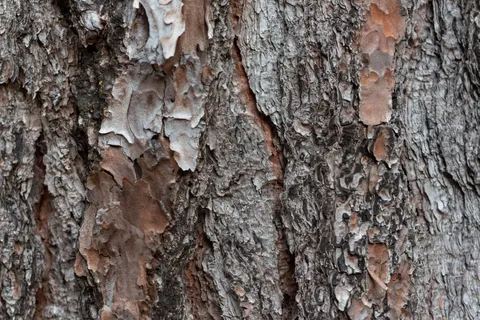 Wood Texture 4K Wallpaper · textures · 3840×2563