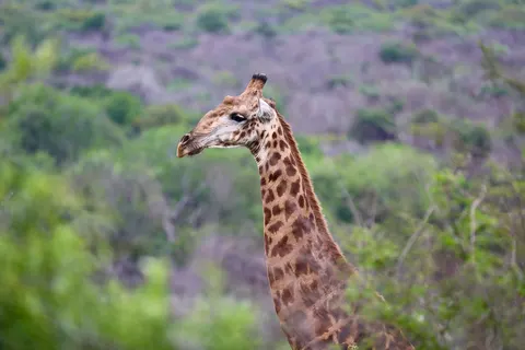 Sfondo Giraffa 4K · animals · 3840×2560