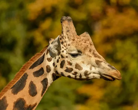 Giraffe 4K Wallpaper · animals · 3840×3064