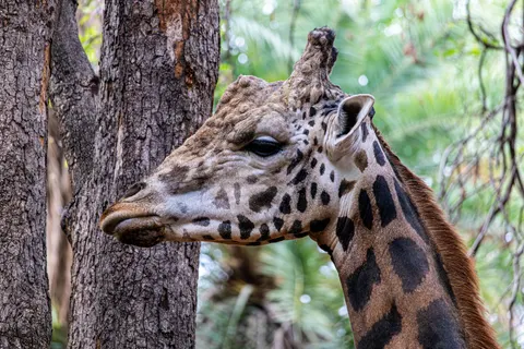 والپیپر زرافه با کیفیت 4K · animals · 3840×2560