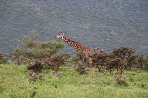Giraffe 4K Wallpaper · animals · 3840×2560