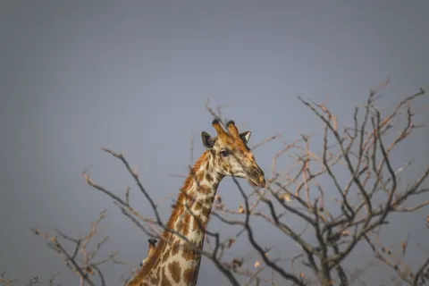 Sfondo Giraffa 4K · animals · 3840×2560