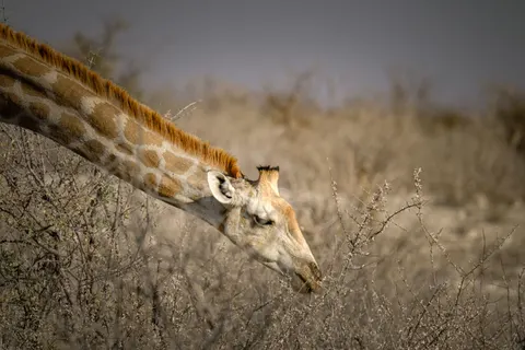 Sfondo Giraffa 4K · animals · 3840×2560