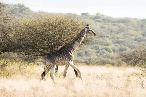 والپیپر زرافه با کیفیت 4K · animals · 3840×2560
