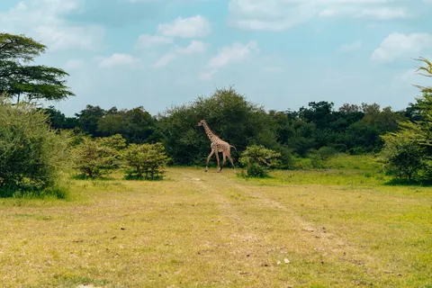 Giraffe 4K Wallpaper · animals · 3840×2561