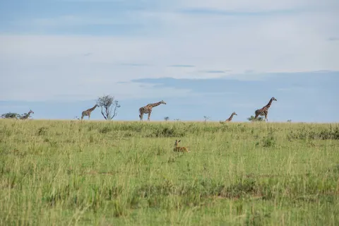 Sfondo Giraffa 4K · animals · 3840×2560