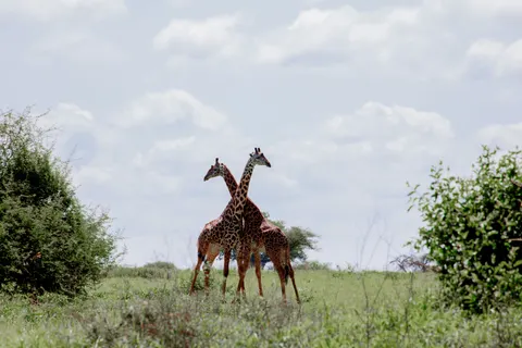 Sfondo Giraffa 4K · animals · 3840×2560