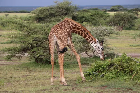 Giraffe 4K Wallpaper · animals · 3840×2560